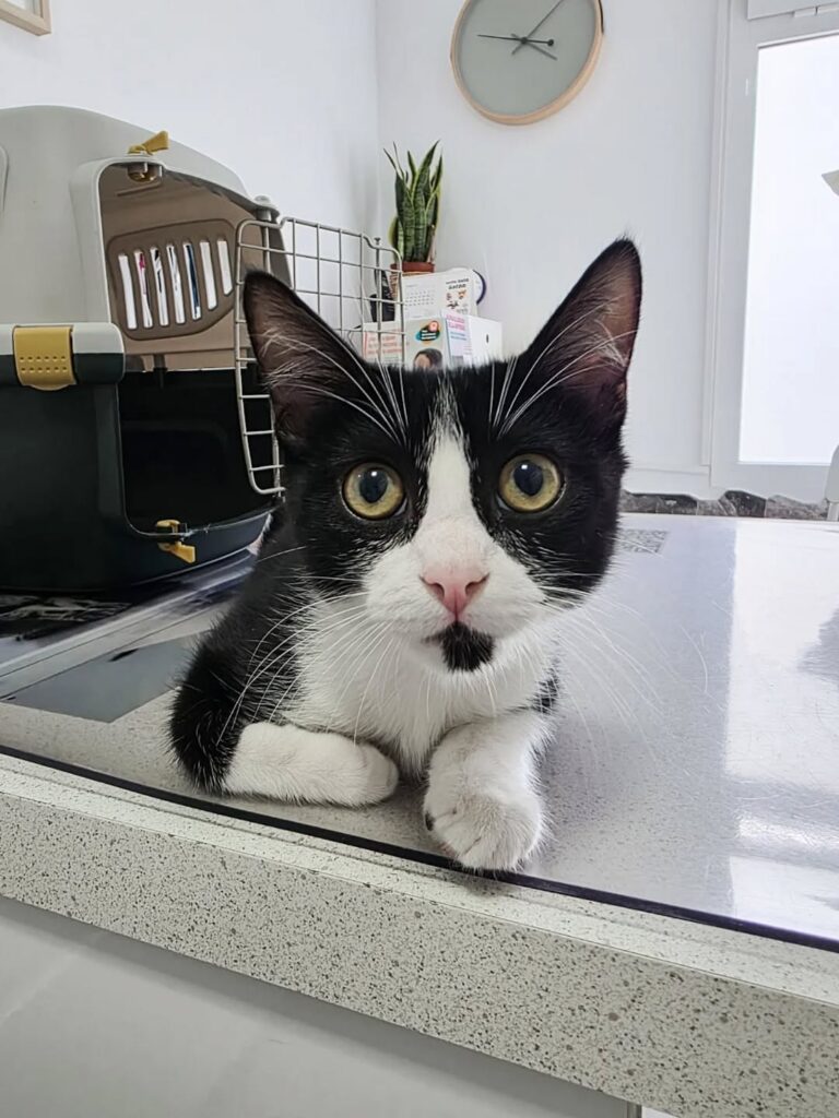Gato blanco y negro en la consulta veterinaria