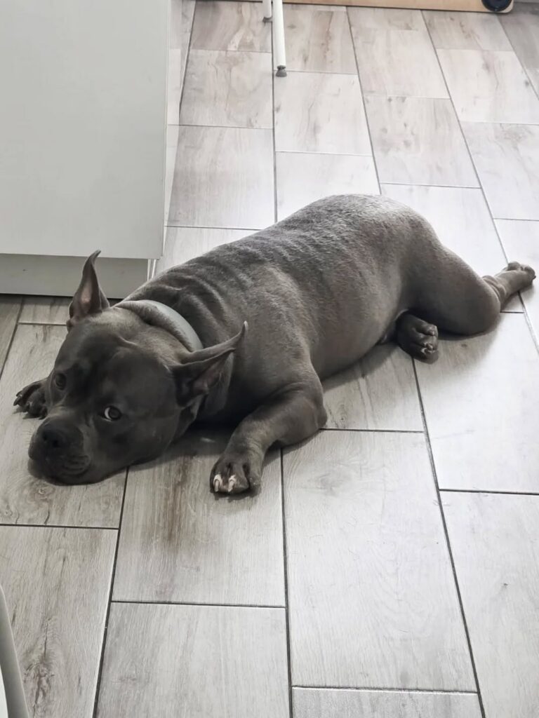 Perro descansando en la clínica veterinaria