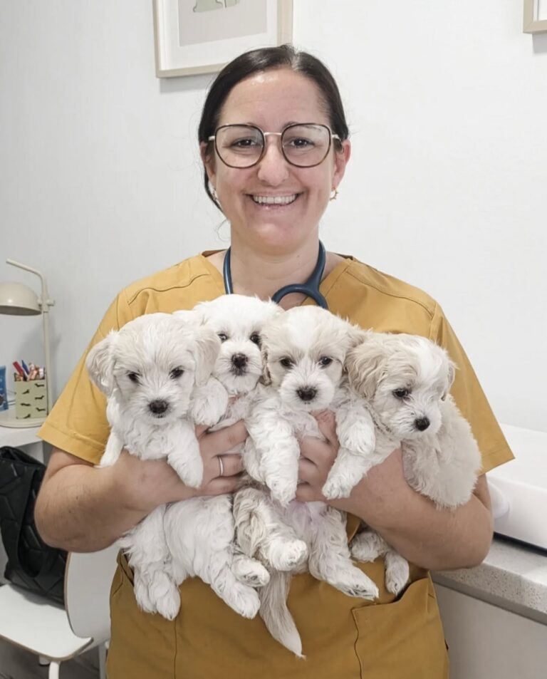 Veterinaria sosteniendo a varios cachorros