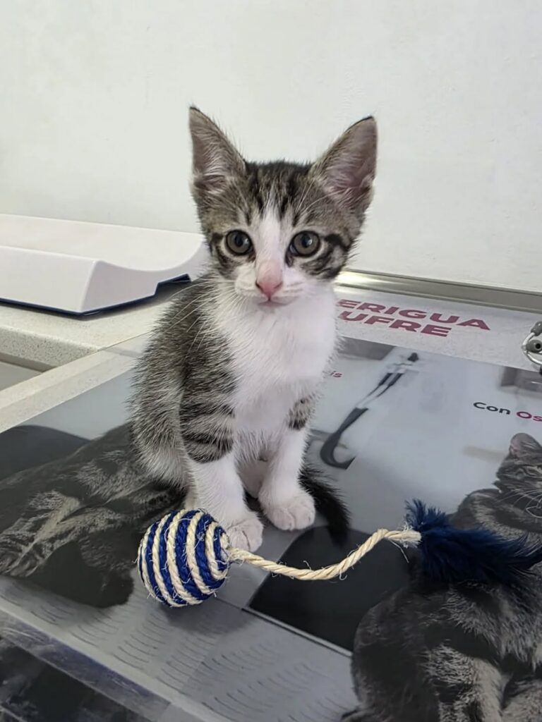 Gatito atendido en la clínica veterinaria DermaBaena