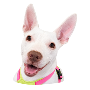 Perro blanco atendido en la clínica veterinaria