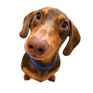 cita Clínica veterinaria