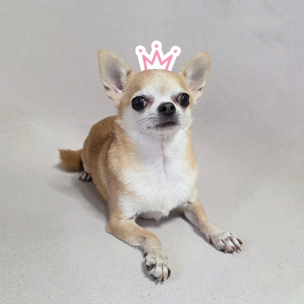 Veterinaria Chihuahua consulta