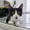 Gato blanco y negro en la consulta veterinaria