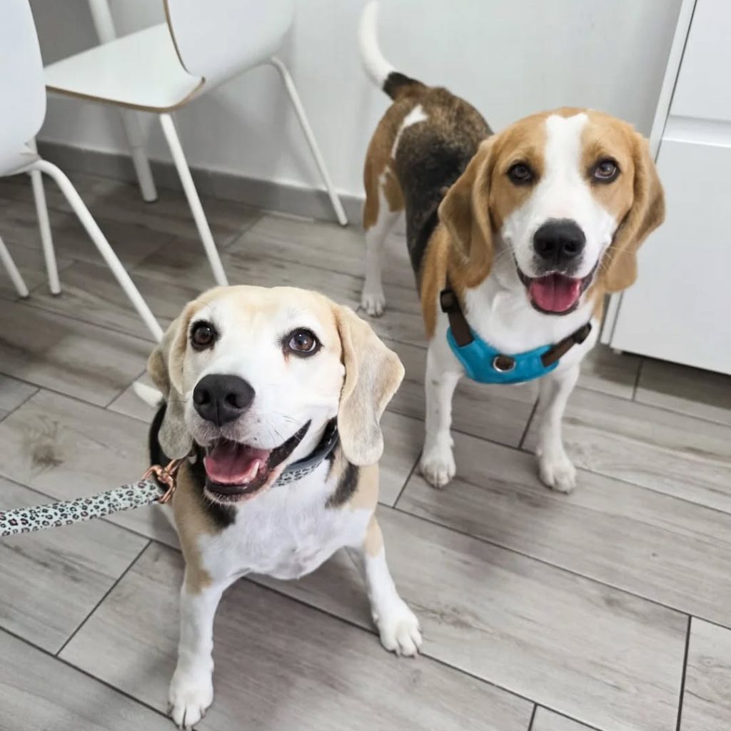 Dos perros pacientes de la clínica DermaBaena