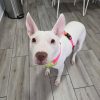 Perro blanco atendido en la clínica veterinaria