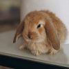 Clínica veterinaria Conejos