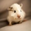Clínica veterinaria Hámsteres